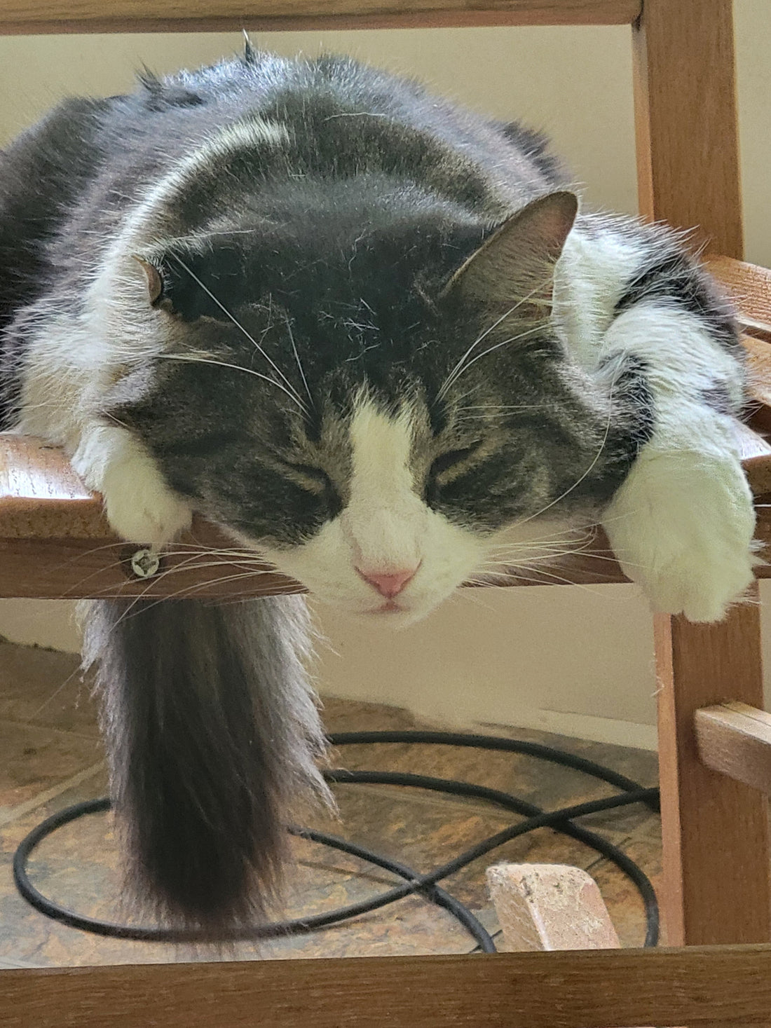 Our Mascot: The Cat Who Chose Me